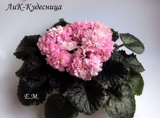Кудесница5