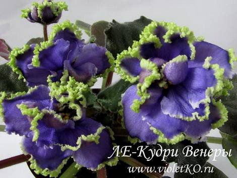 КудриВенеры1