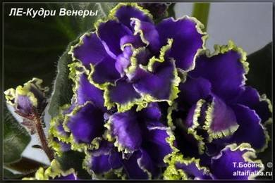 КудриВенеры2