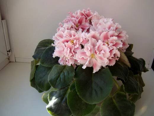 КудряшкаСью6