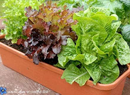 Lactuca2