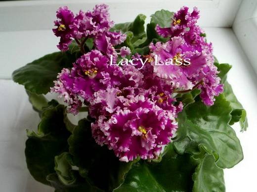 LacyLass6