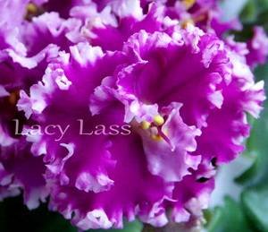 LacyLass9