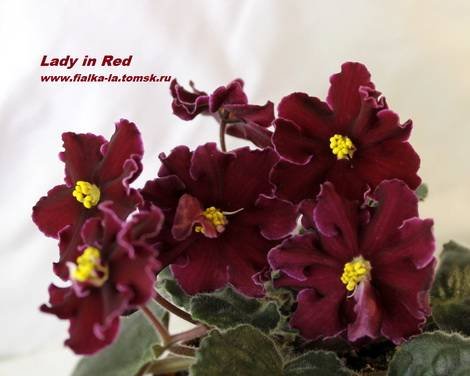 LadyinRed1