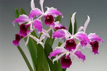Laelia2