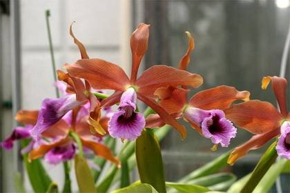 Laelia4
