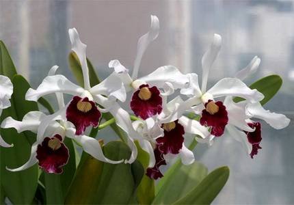 Laelia5