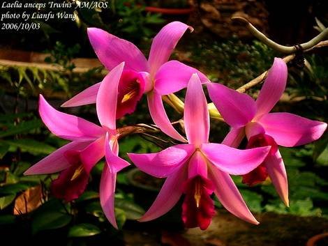 LaeliaAnceps1