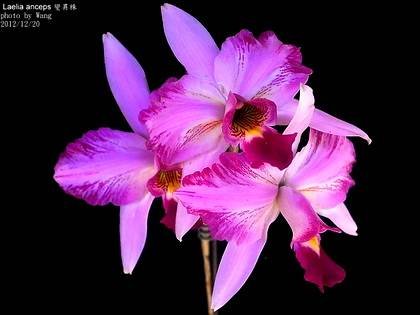LaeliaAnceps2
