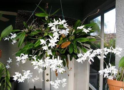 LaeliaRubescens