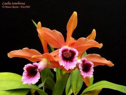 LaeliaTenebrosa1