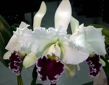 Laeliocattleya8