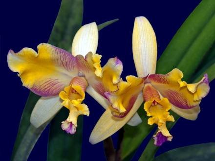 LaeliocattleyaButterflyWings