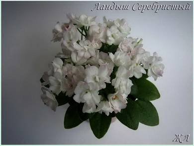 ЛандышСеребристый3