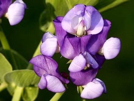Lathyrus14