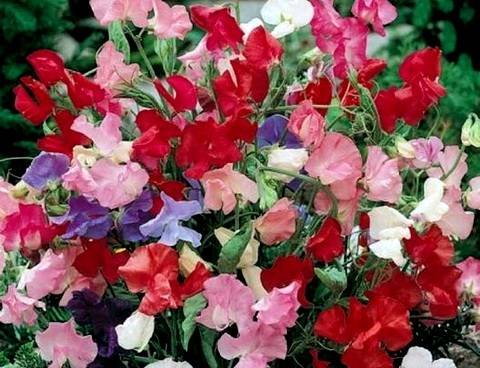 Lathyrus17