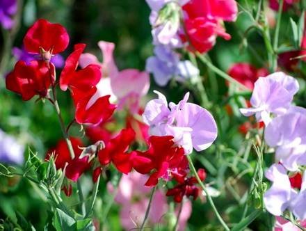 Lathyrus2