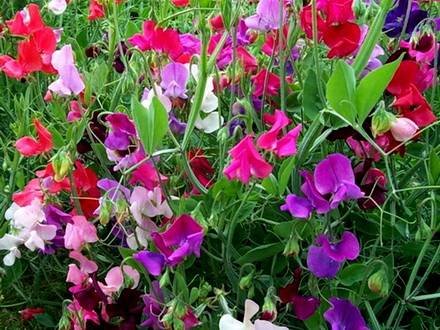 Lathyrus33
