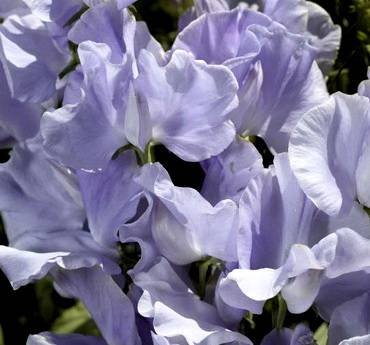 LathyrusCharlie'sAngel