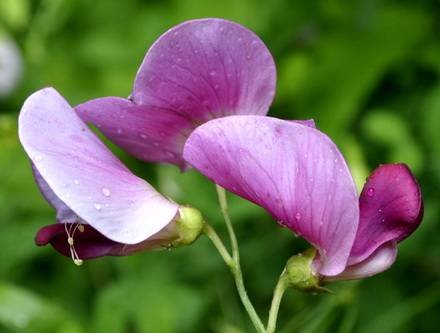 LathyrusGrandiflorus