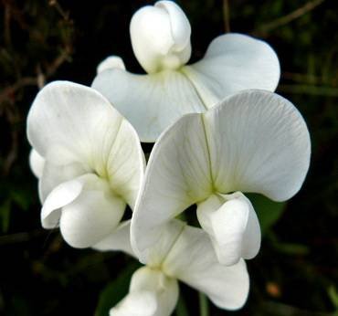 LathyrusMammothWhite