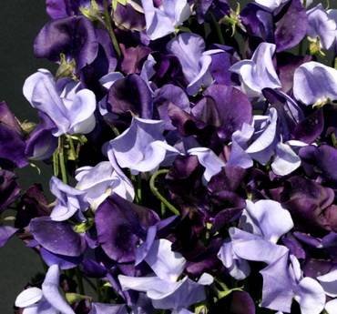 LathyrusOxfordandCambridge