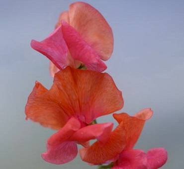 LathyrusPrinceOfOrange