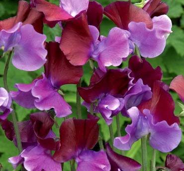 LathyrusPurplePimpernel