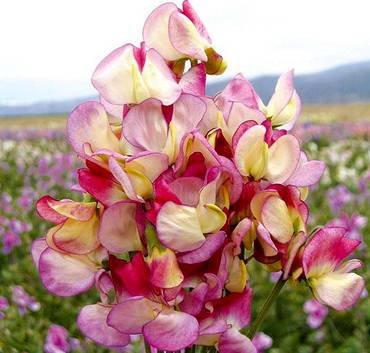 LathyrusSpanishDancer