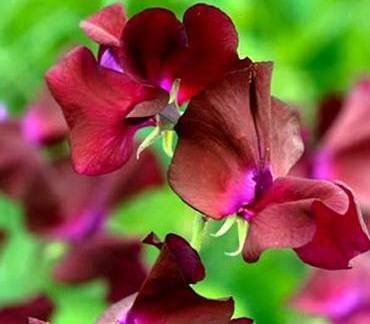 LathyrusSpencerMidnight