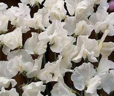 LathyrusWhiteSupreme