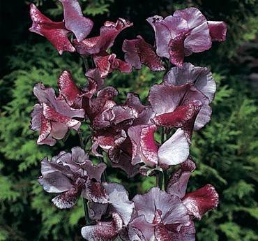 LathyrusWiltshireRipple