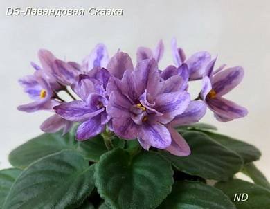 ЛавандоваяСказка5