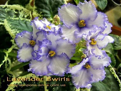 LavenderSwirls1