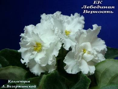ЛебединаяВерность5