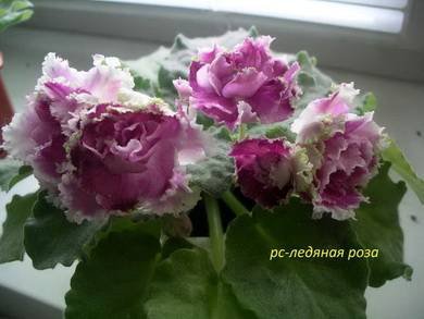ЛедянаяРоза5