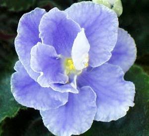 Лель9