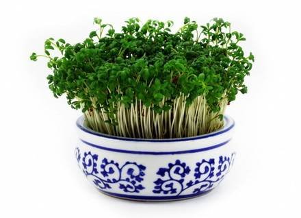 Lepidium2