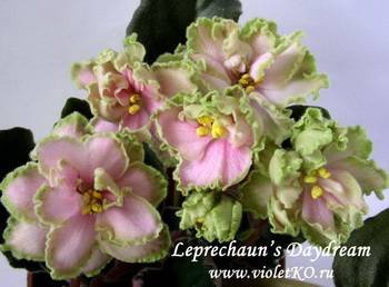 Leprechaun'sDaydream3