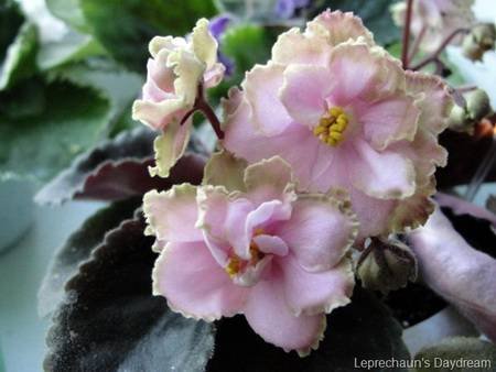 Leprechaun'sDaydream4