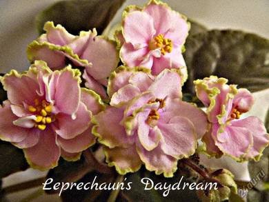 Leprechaun'sDaydream8