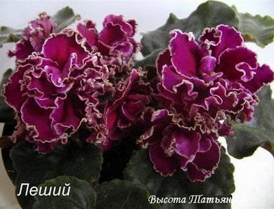 Леший5