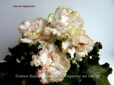 ЛесноеКружево2