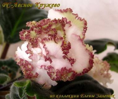 ЛесноеКружево4