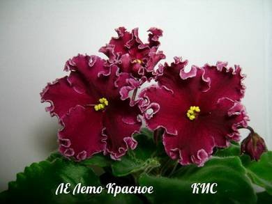 ЛетоКрасное2