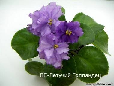 ЛетучийГолландец5