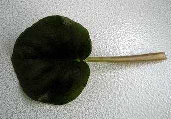 Licty1