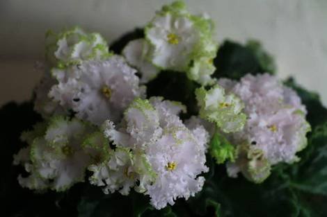 Lil'GlimpseO'Spring1