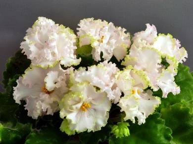 Lil'GlimpseO'Spring3