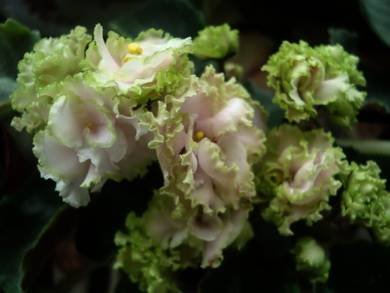Lil'GlimpseO'Spring4